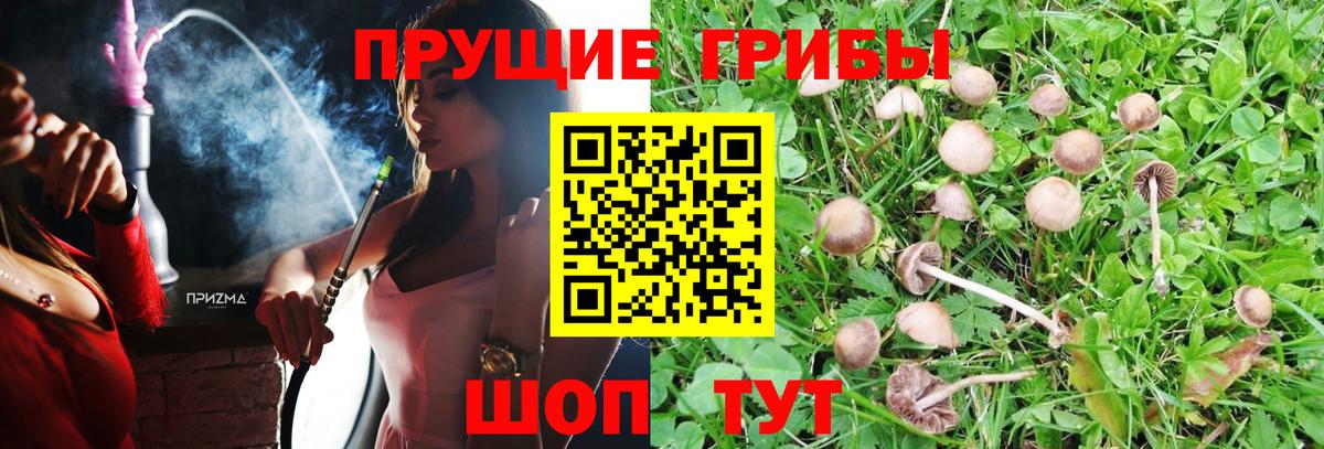 как найти   Галлюциногенные грибы GOLDEN TEACHER  Вход с VPN  Вязники 